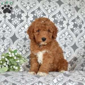 Frito, Mini Goldendoodle Puppy