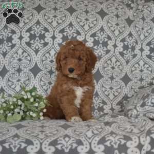 Frito, Mini Goldendoodle Puppy