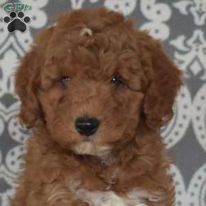 Frito, Mini Goldendoodle Puppy