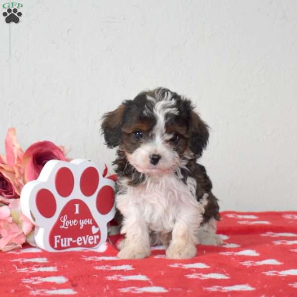 Fritter, Cavapoo Puppy