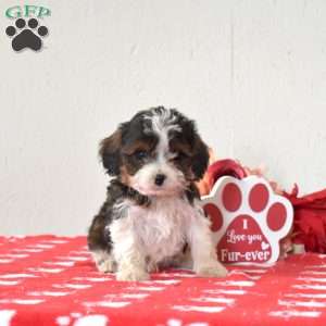 Fritter, Cavapoo Puppy