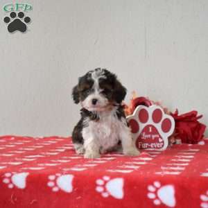 Fritter, Cavapoo Puppy