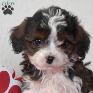 Fritter, Cavapoo Puppy