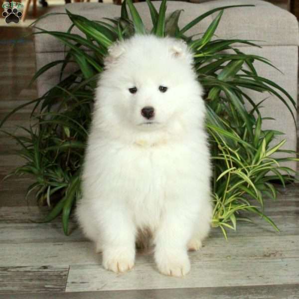 Frosty, Samoyed Puppy