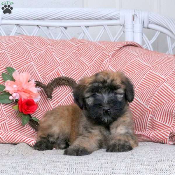 Furby, Soft Coated Wheaten Terrier Puppy