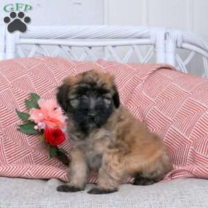 Furby, Soft Coated Wheaten Terrier Puppy