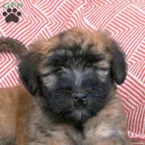 Furby, Soft Coated Wheaten Terrier Puppy