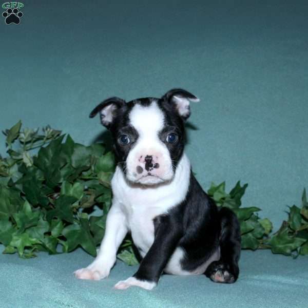 Gabby, Boston Terrier Puppy