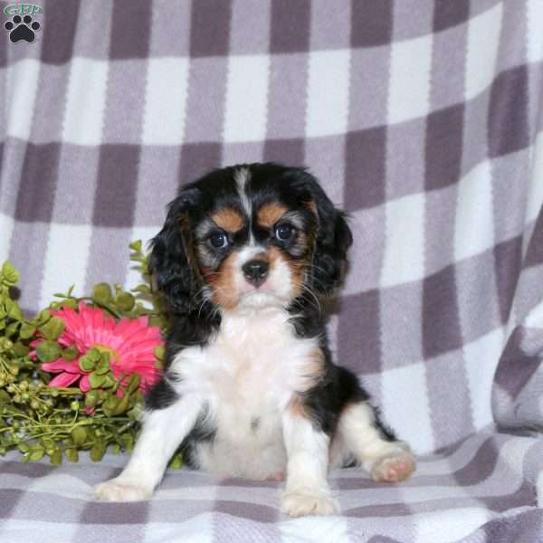 Gabby, Cavalier King Charles Spaniel Puppy