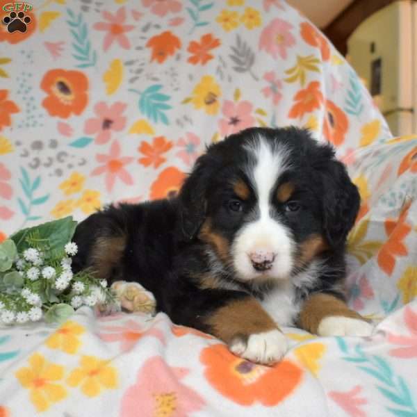 Gabby, Bernese Mountain Dog Puppy