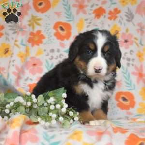 Gabby, Bernese Mountain Dog Puppy