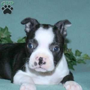 Gabby, Boston Terrier Puppy