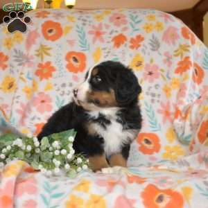 Gabby, Bernese Mountain Dog Puppy