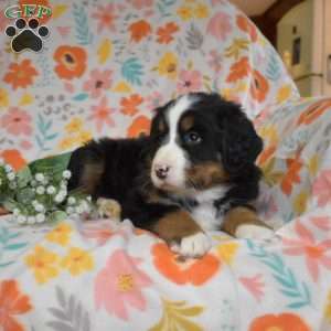 Gabby, Bernese Mountain Dog Puppy