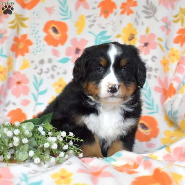 Gadget, Bernese Mountain Dog Puppy