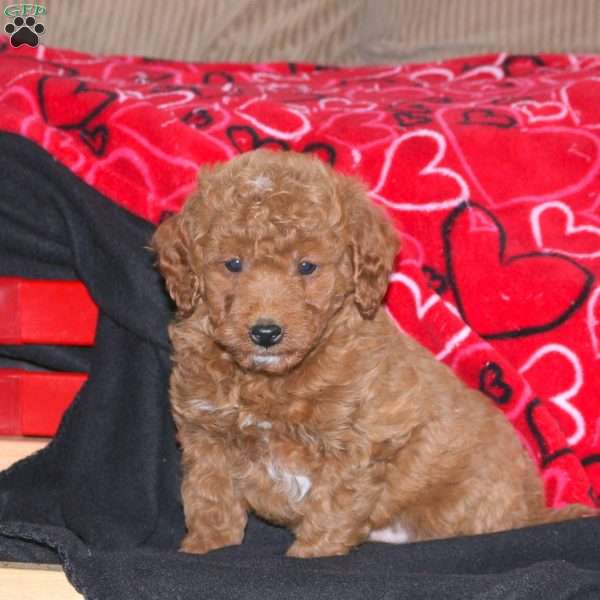 Gadget, Mini Goldendoodle Puppy