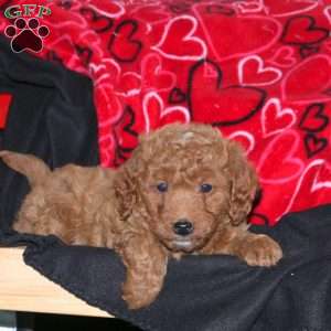 Gadget, Mini Goldendoodle Puppy