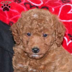 Gadget, Mini Goldendoodle Puppy