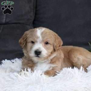 Gage, Mini Goldendoodle Puppy