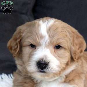 Gage, Mini Goldendoodle Puppy