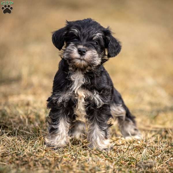 Garnet, Miniature Schnauzer Puppy