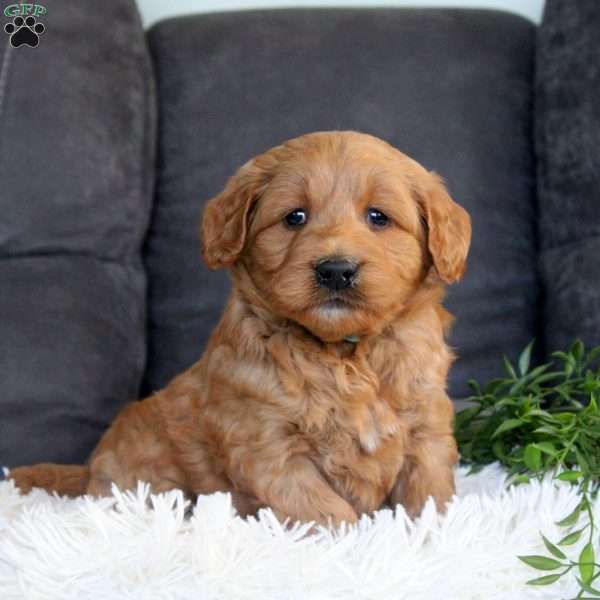 Garrett, Mini Goldendoodle Puppy