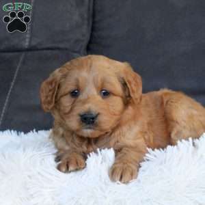 Garrett, Mini Goldendoodle Puppy