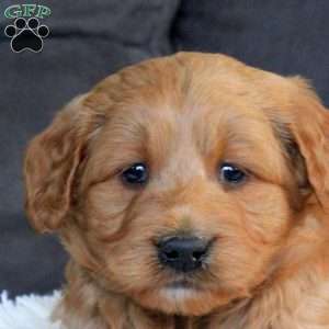 Garrett, Mini Goldendoodle Puppy