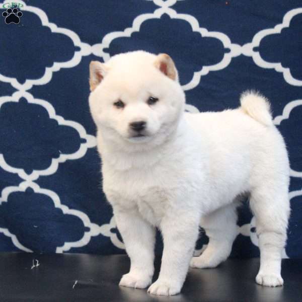 Garry, Shiba Inu Puppy