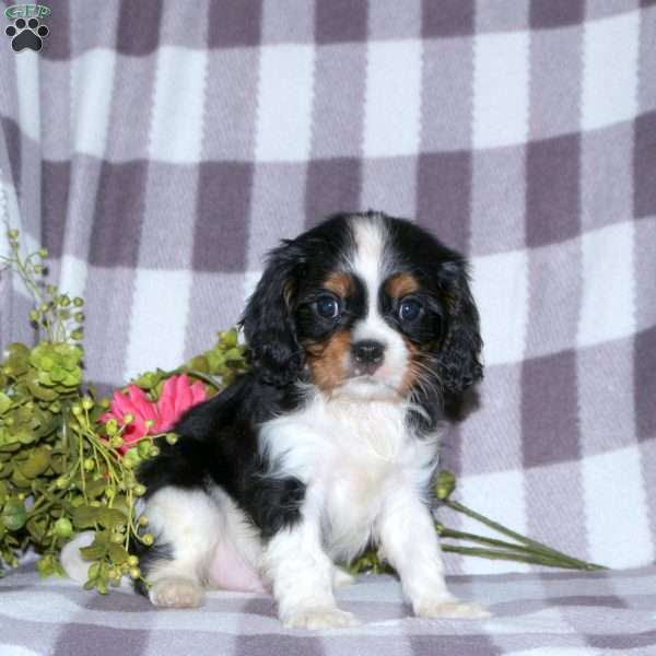 Gary, Cavalier King Charles Spaniel Puppy