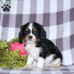 Gary, Cavalier King Charles Spaniel Puppy