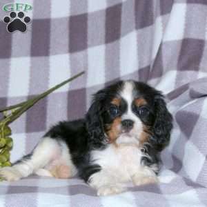 Gary, Cavalier King Charles Spaniel Puppy