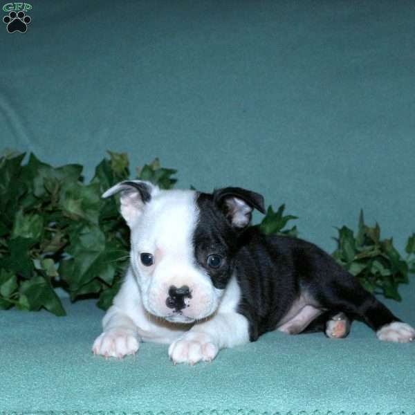 Gavin, Boston Terrier Puppy