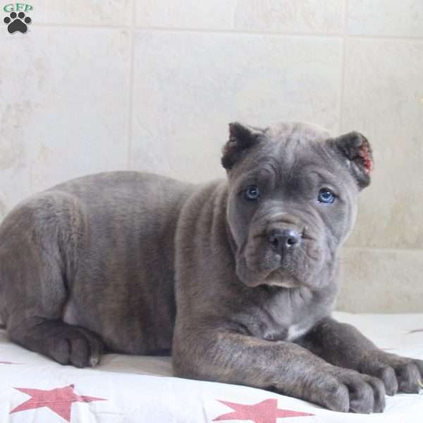 Gavin, Cane Corso Puppy