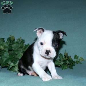 Gavin, Boston Terrier Puppy