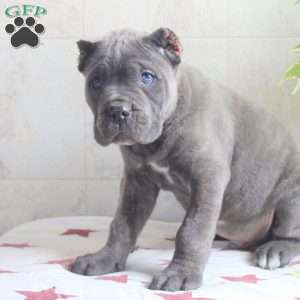 Gavin, Cane Corso Puppy