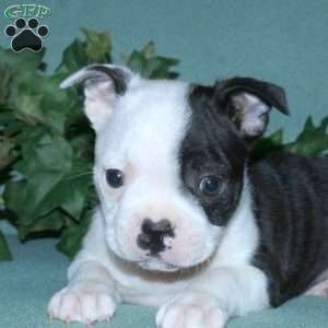 Gavin, Boston Terrier Puppy