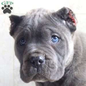 Gavin, Cane Corso Puppy