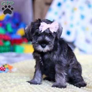 Gemma, Miniature Schnauzer Puppy