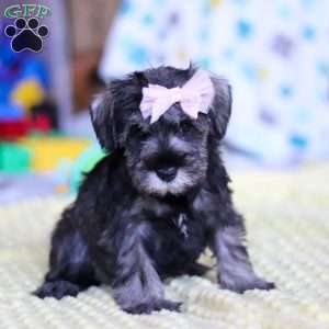 Gemma, Miniature Schnauzer Puppy