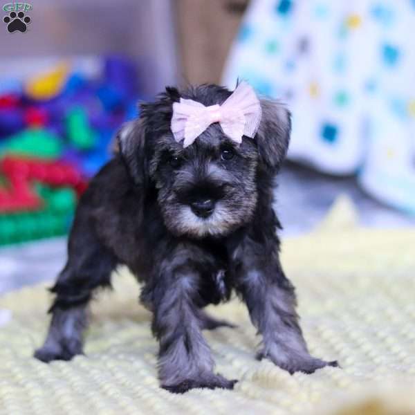 Gemma, Miniature Schnauzer Puppy