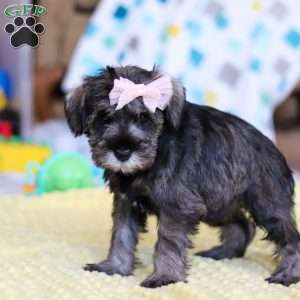 Gemma, Miniature Schnauzer Puppy