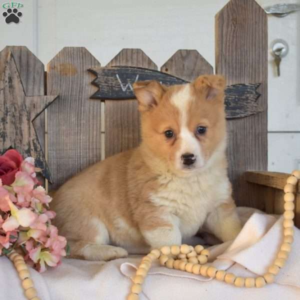 Gemma, Pembroke Welsh Corgi Puppy