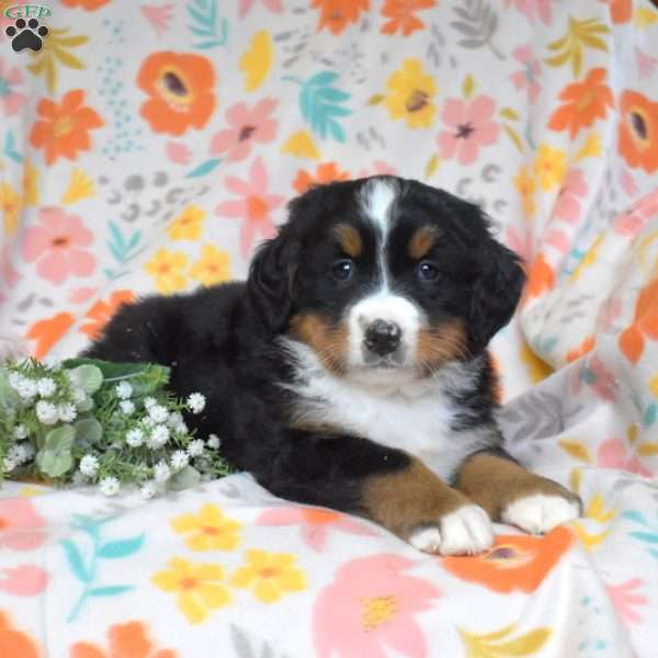 Gemma, Bernese Mountain Dog Puppy