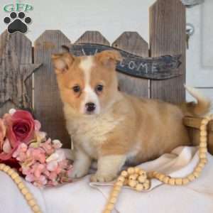 Gemma, Pembroke Welsh Corgi Puppy