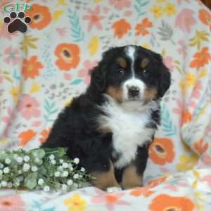 Gemma, Bernese Mountain Dog Puppy