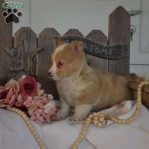 Gemma, Pembroke Welsh Corgi Puppy