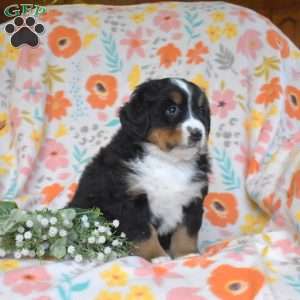 Gemma, Bernese Mountain Dog Puppy