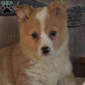 Gemma, Pembroke Welsh Corgi Puppy