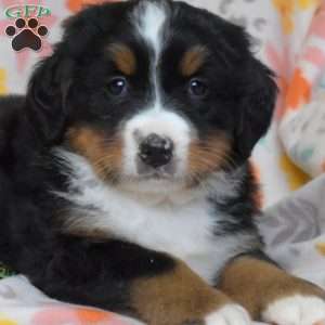 Gemma, Bernese Mountain Dog Puppy